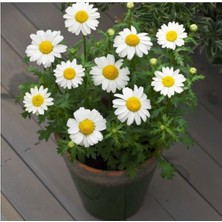 MarkEntegra Beyaz Papatya Tohumu (Iri Çiçekli) - 25 Tohum