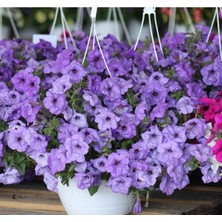 MarkEntegra Mavi Petunya Çiçeği Tohumu (Iri Çiçekli Bodur) - 15 Adet