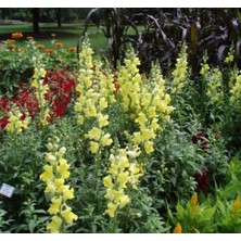 MarkEntegra Sarı Renkli Aslanağzı Tohumu (Kesimlik) - 20 Tohum