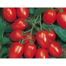 MarkEntegra Salçalık Doğal Domates Tohumu