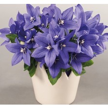 MarkEntegra Balon Çiçeği Tohumu - Katmerli Mavi Renkli (5 Tohum)