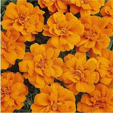 MarkEntegra Klasik Turuncu Fransız Kadife Çiçeği F1 Tohumu - 50 Adet