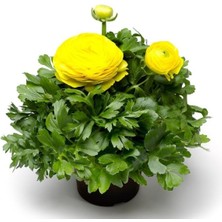 MarkEntegra Sarı Renkli Kalıcı Katlı Şakayık Tohumu - 5 Adet