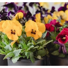 MarkEntegra Hercai Menekşe Tohumu (Iri Çiçek, Çift Renk) - 10 Tohum