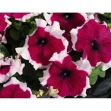 MarkEntegra Eflatun Beyaz Petunya Tohumu - 20 Adet