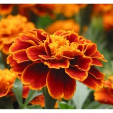 MarkEntegra Mini Çiçekli Kadife Tohumu