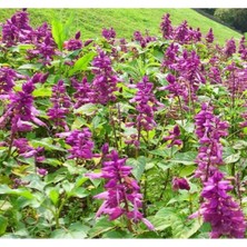 MarkEntegra Leylak Renkli Bodur Çok Çiçekli Ateş Çiçeği Tohumu - 15 Adet