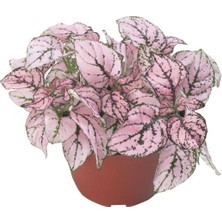 MarkEntegra Gül Renkli Hostes Çiçeği Tohumu (Çilli, Geniş Yaprak) - 5 Tohum