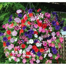 MarkEntegra Sarkıcı Petunya Çiçeği Tohumu