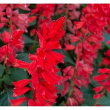 MarkEntegra Bodur Çok Çiçekli Ateş Çiçeği Tohumu - Kırmızı Renk, 15 Tohum