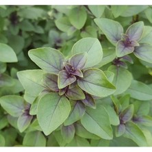 MarkEntegra Tarçın Aromalı Fesleğen Tohumu - Özel Seri