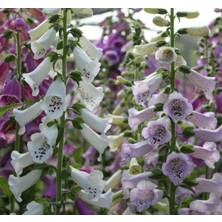 MarkEntegra Digitalis Çiçeği Tohumu - Yüksek Kaliteli