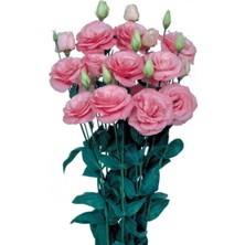 MarkEntegra Pembe Katmerli Bodur Lisianthus Çiçeği Tohumu - 5 Adet