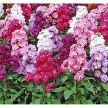 MarkEntegra Katmerli Keskin Kokulu Şebboy Çiçeği Tohumu - Karışık Renkli (10 Tohum)