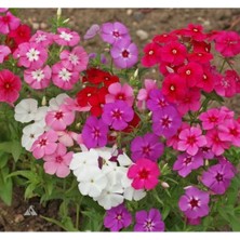 MarkEntegra Çok Çiçekli Floks Çiçeği Tohumu - Karışık Renkli, 10 Tohum
