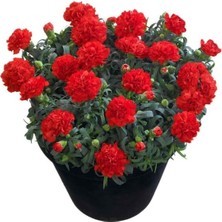 MarkEntegra Bodur Kokulu Kırmızı Karanfil F1 Tohumu (10 Adet)