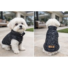 Puppy Party Köpek Kıyafet