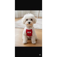 Puppy Party Sevimli Eyıcık Baskılı Köpek Sweeti