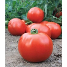 Royal Rain Store Tarım Ata Tohumu Yerli Iri Domates 100 Adet Tohum