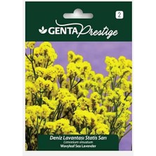 Royal Rain Store Prestige Deniz Lavantası - Statis Sarı Çiçek Tohumu