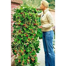 Royal Rain Store Sırık Çilek Tohumu / 40 Adet Sarmaşık Çilek Tohumu