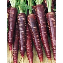 Royal Rain Store Tarım Ata Tohumu Yerli Mor Havuç Tohumu 1000 Adet Tohum