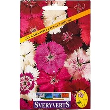 Royal Rain Store Çin Karanfili Çiçeği Tohumu