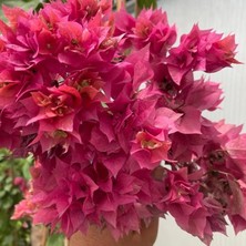 Royal Rain Store Naturel Pembe Katmerli Begonvil Çiçeği Fidesi (1 Adet)