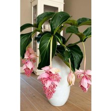 Royal Rain Store Look Medine Gülü Çiçek Tohumu 10 15 Adet TH-2022DSHNGLKTHM137