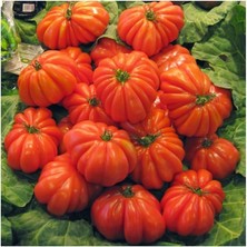 Royal Rain Store Ithal Antik Domates Tohumu 10 Adet Tohum