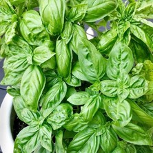 Royal Rain Store Paket Anadolu Yeşil Iri Yapraklı Fesleğen Fidesi (5 Adet)