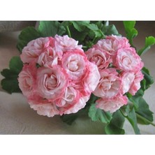 Royal Rain Store Look 10 Adet Ithal Çift Renkli Gül Sardunya Çiçeği Tohumu TH-4825936075182639