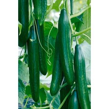 Royal Rain Store Tohumu Bol Verimli 50 Adet