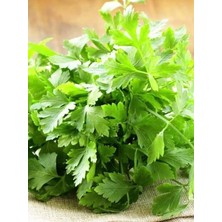 Royal Rain Store Garden Yerli Maydanoz Tohumu Iri Akgen 2500 Ad. Tohum