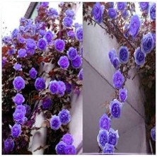 Royal Rain Store Dünyam 10 Adet Mor Sarmaşık Gül Tohumu