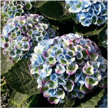 Royal Rain Store Dünyam Gökkuşağı Rneklerinde Ortanca Çiçeği Tohumu-10 15 Adet