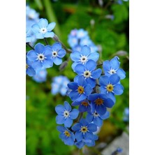 Royal Rain Store Dünyam Unutma Beni Çiçeği 20 Adet Tohum