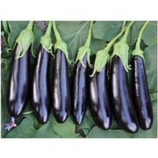 Royal Rain Store Patlıcan 100 Tohum