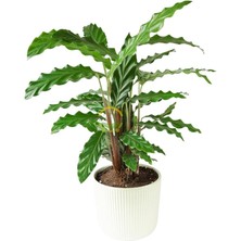Royal Rain Store Dua Çiçeği 'calathea Rufibarba' 40-50CM
