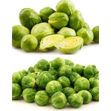 Royal Rain Store Tarım Doğal Bruksel Lahanası 150 Adet Tohum