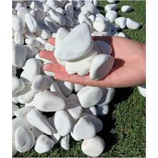 Royal Rain Store Taş 5 kg 2-4 cm Beyaz Dolomit Bahçe Taşı Çakıl Taşı Saksı Taşı Akvaryum Teraryum Taşı