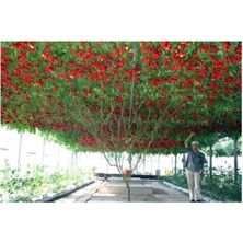 Royal Rain Store Paket 35 Adet Tohum Italyan Domates Ağacı Tohumu