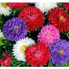 Royal Rain Store Aster Kasımpatı (Krizantem) Karışık Renkli - 20 Tohum