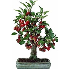 Royal Rain Store Adet Tohum Bodur Bonsai Kiraz Ağacı Bonzai Tohumu Saksı Toprak Hediyemizdir