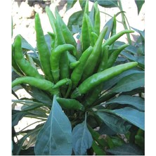 Royal Rain Store Tarım Ata Tohumu Yerli Süs Biberi 100 Adet Tohum