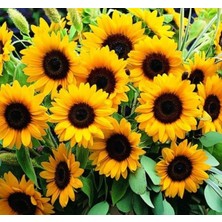 Royal Rain Store Süs Ayçiçeği Tohumu (Katlı Çiçek) Turuncu Siyah - 5 Tohum