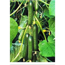 Royal Rain Store Tarım Hibrit Asma Salatalık Pugar-F1 10 Adet Tohum