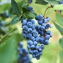 Royal Rain Store Paket Tüplü Darrow Yaban Mersini Fidanı