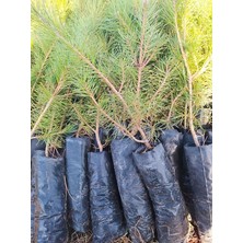 Royal Rain Store Çam Fidanı 50-60 cm Boy