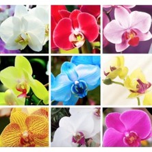 Royal Rain Store Look 9 Çeşit Karışık Renk Orkide Tohumu 25+ Tohum TH-87779111980091